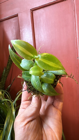 2.5” Vanilla Orchid Variegated