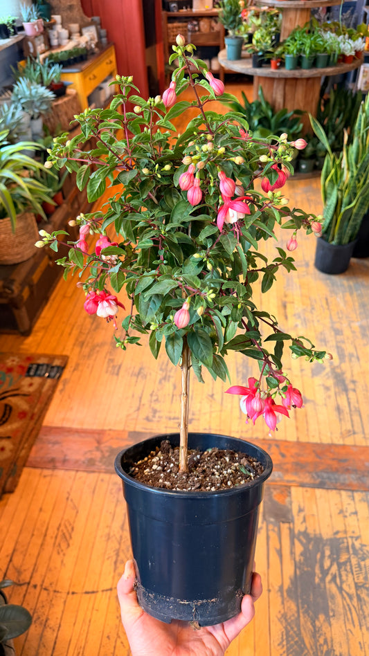 8” Fuchsia Tree Standard