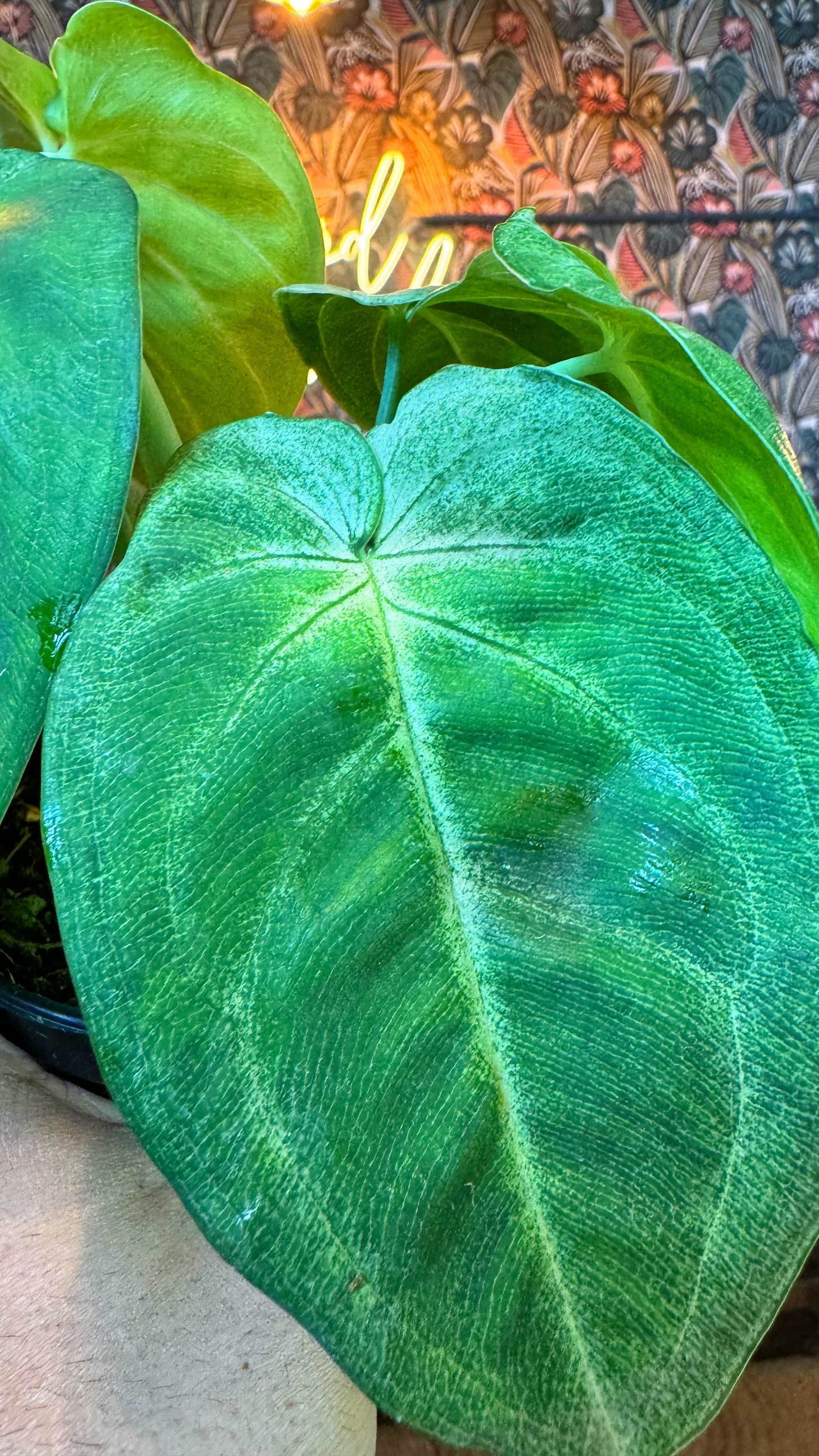 4” Frosted Heart Syngonium