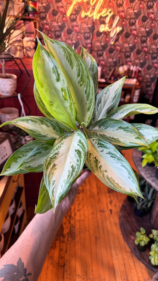 6” Aglaonema Silver Bay