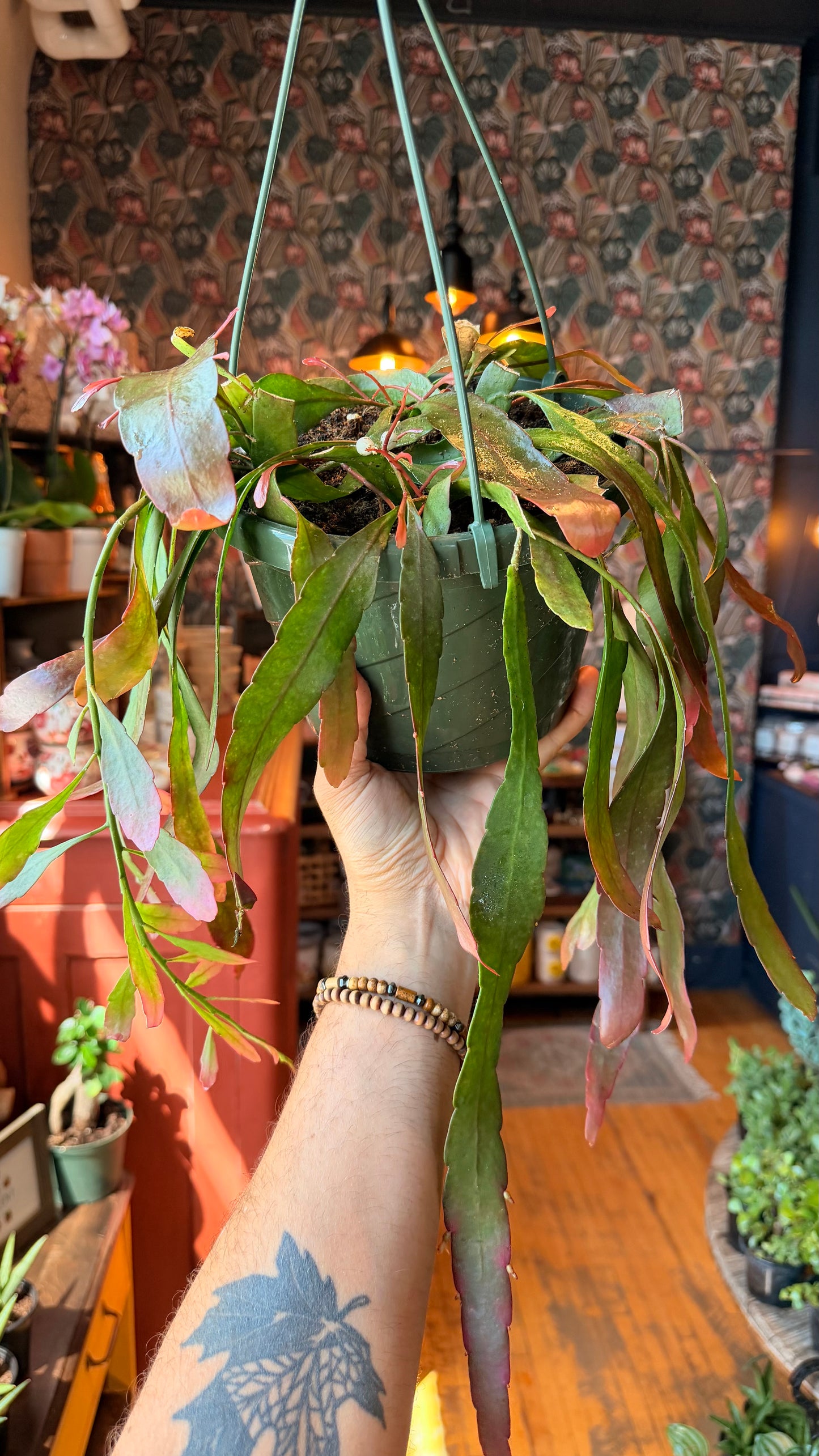 10” Rhipsalis Ramulosa