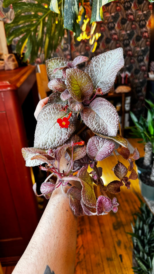 4” Assorted Episcia Cupreatea