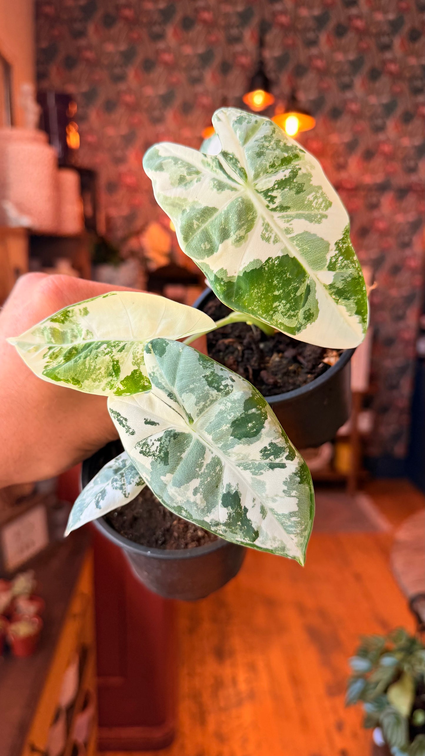4” Frydek Variegated Alocasia