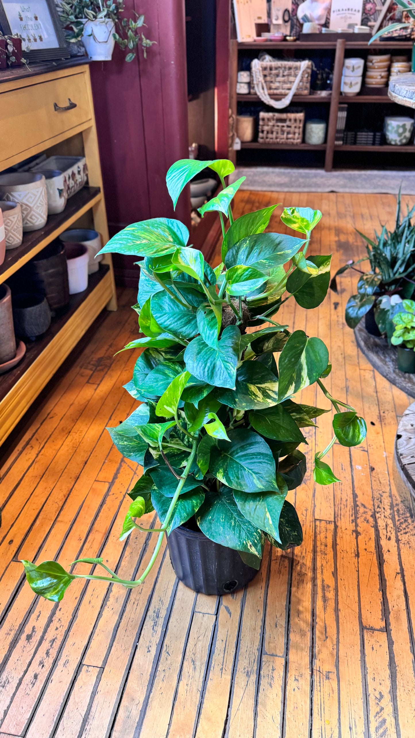 10” Hawaiian Pothos Totem