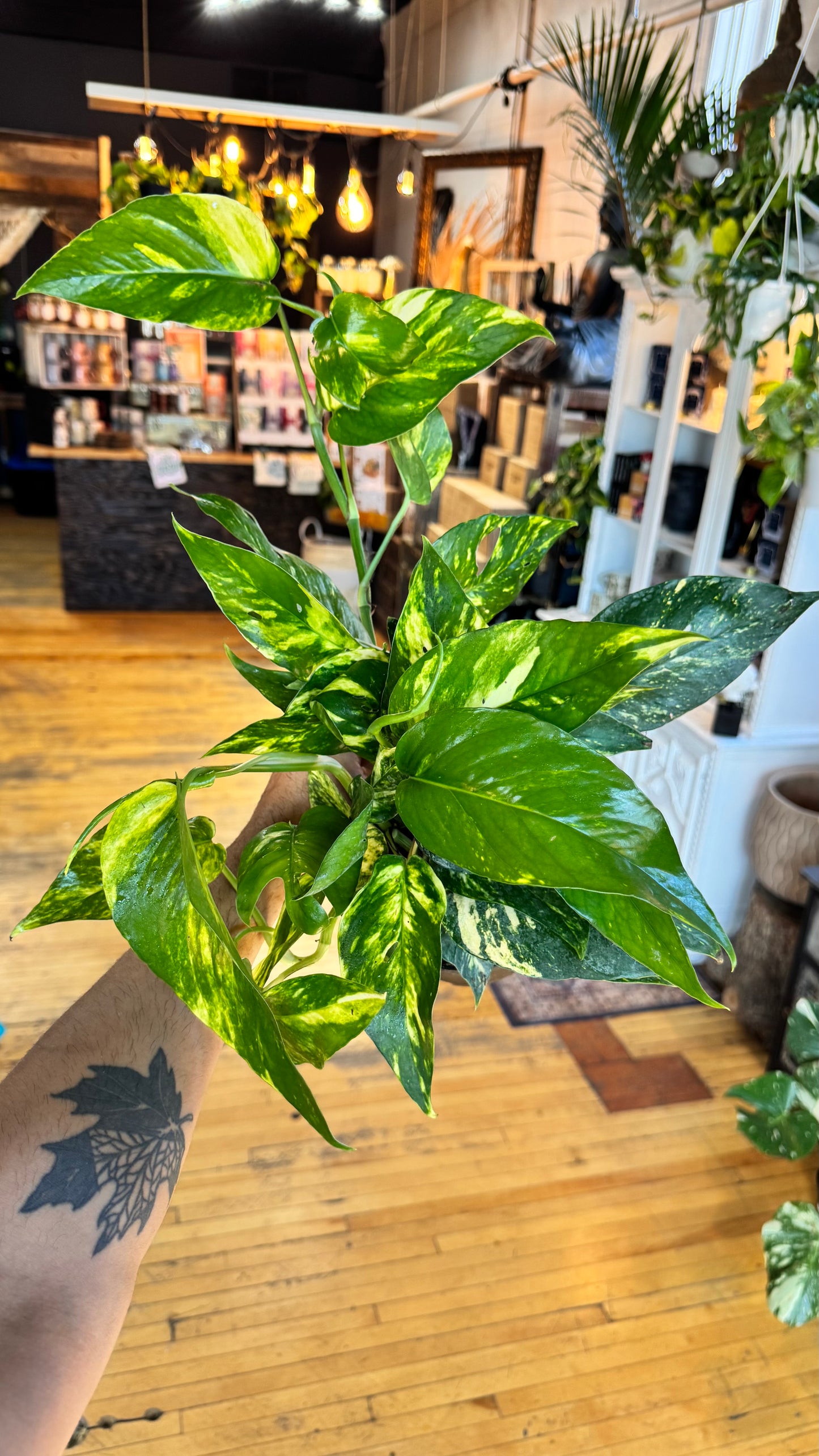 6” Eppiprenium Yellow Sunrise Variegated