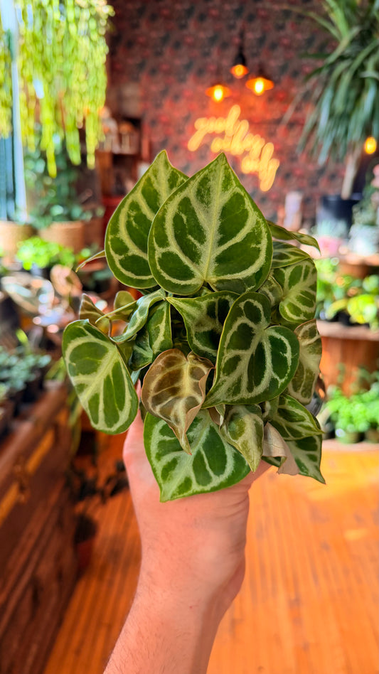 4” Anthurium Dorayaki