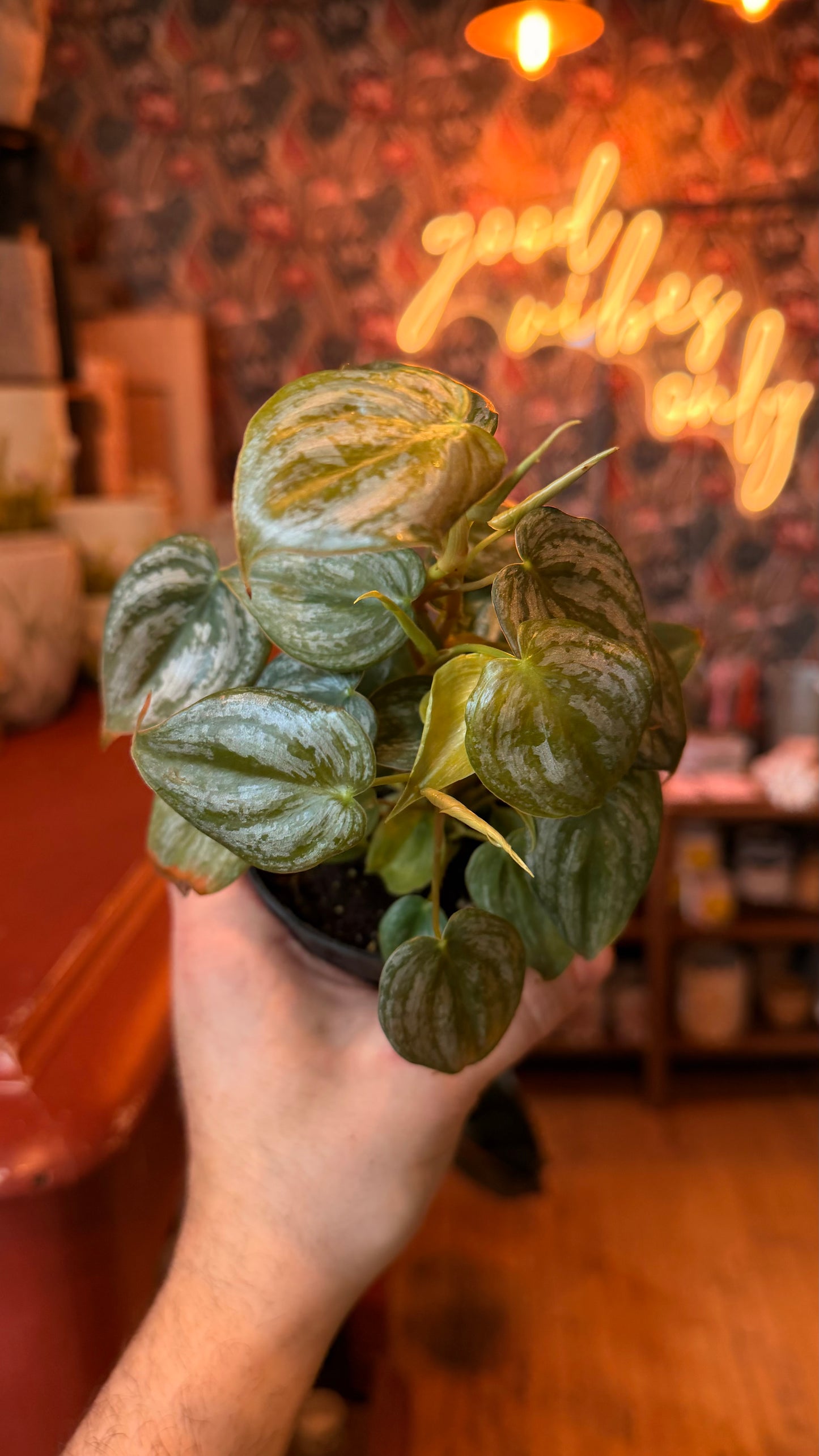 4” Brandi Philodendron