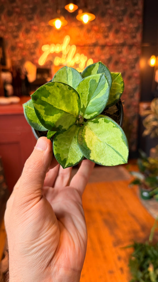 4” Hoya Lisa