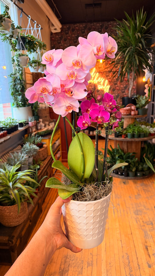 XL Orchid Gardens