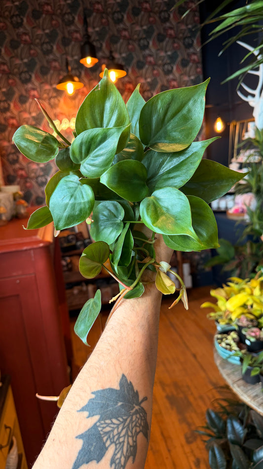 4” Cordatum Green Philodendron