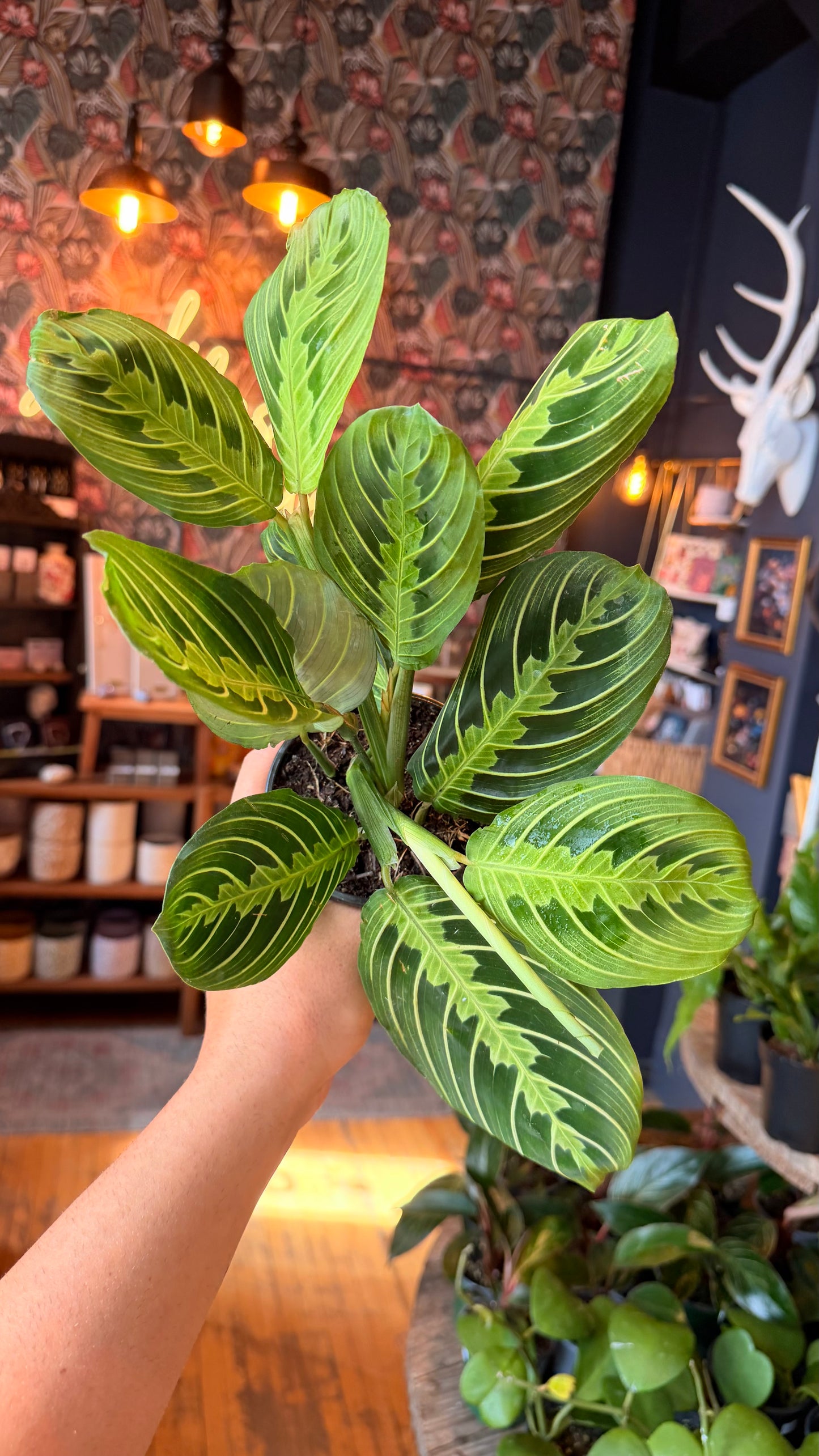 4” Lemon Lime Prayer Plant