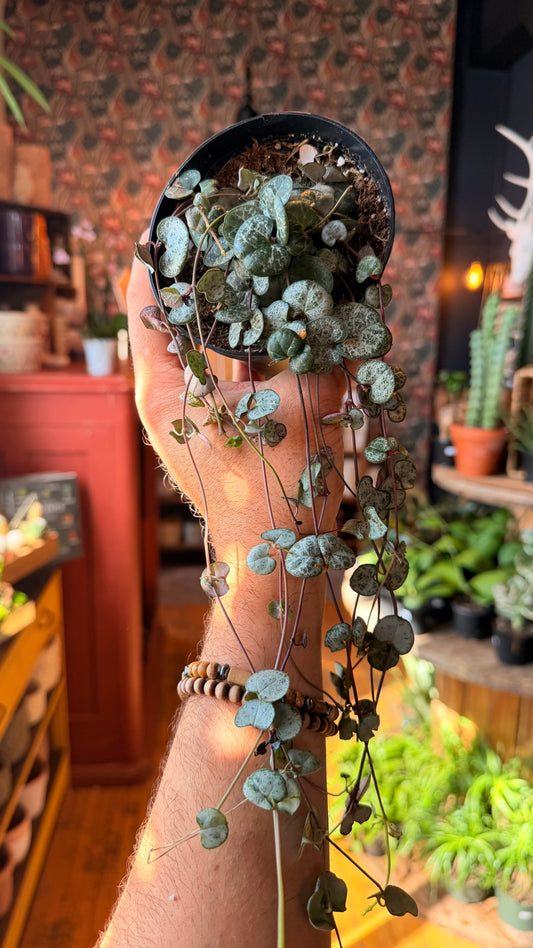 4” String of Hearts