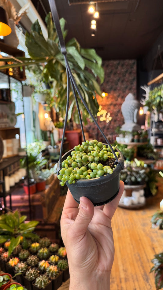 4” String of Pearls Variegated Hanging Basket