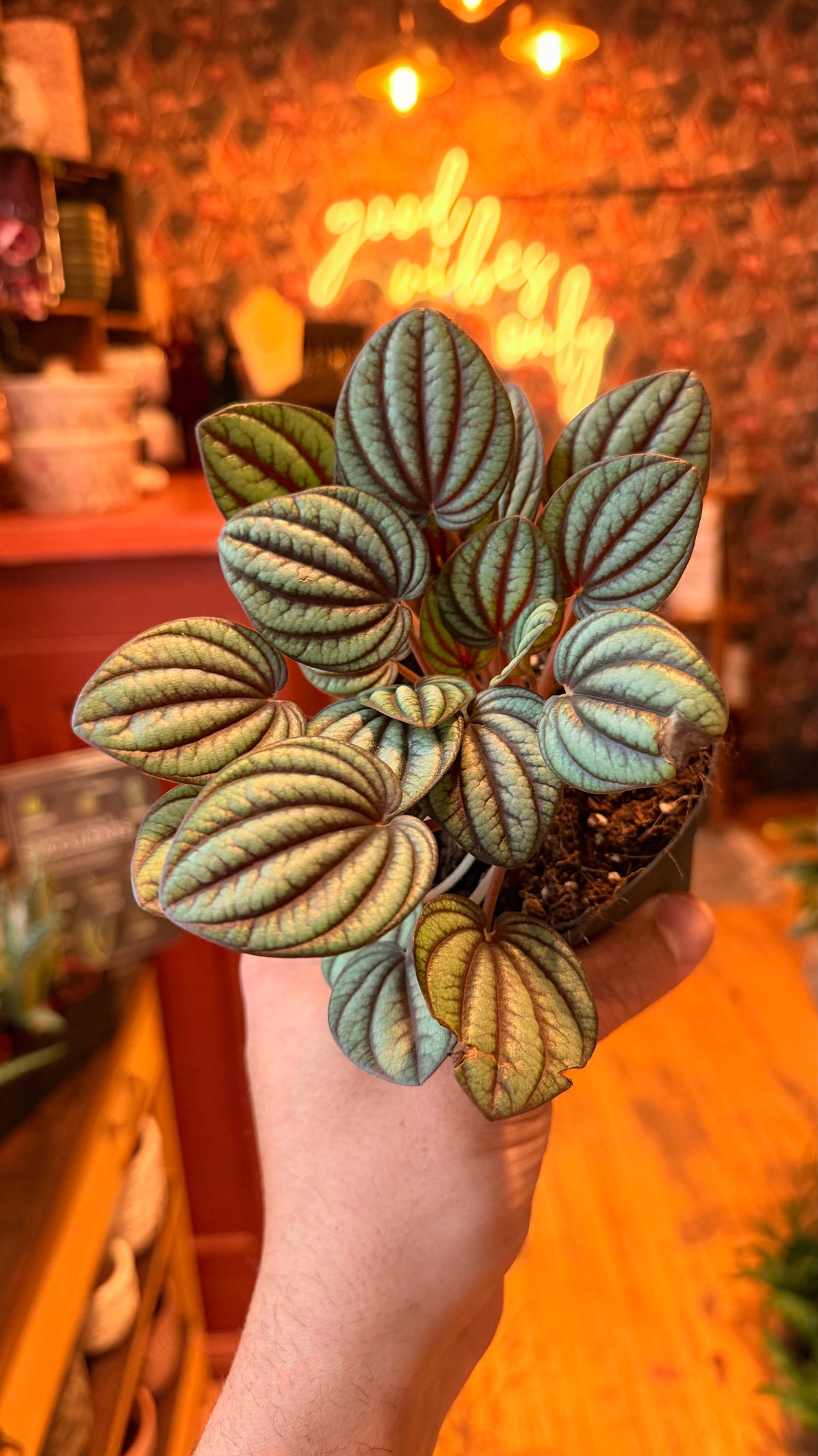 4” Peperomia Piccolo Banda