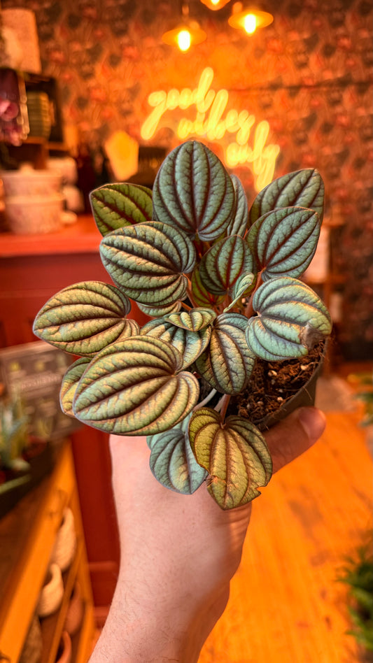 4” Peperomia Piccolo Banda