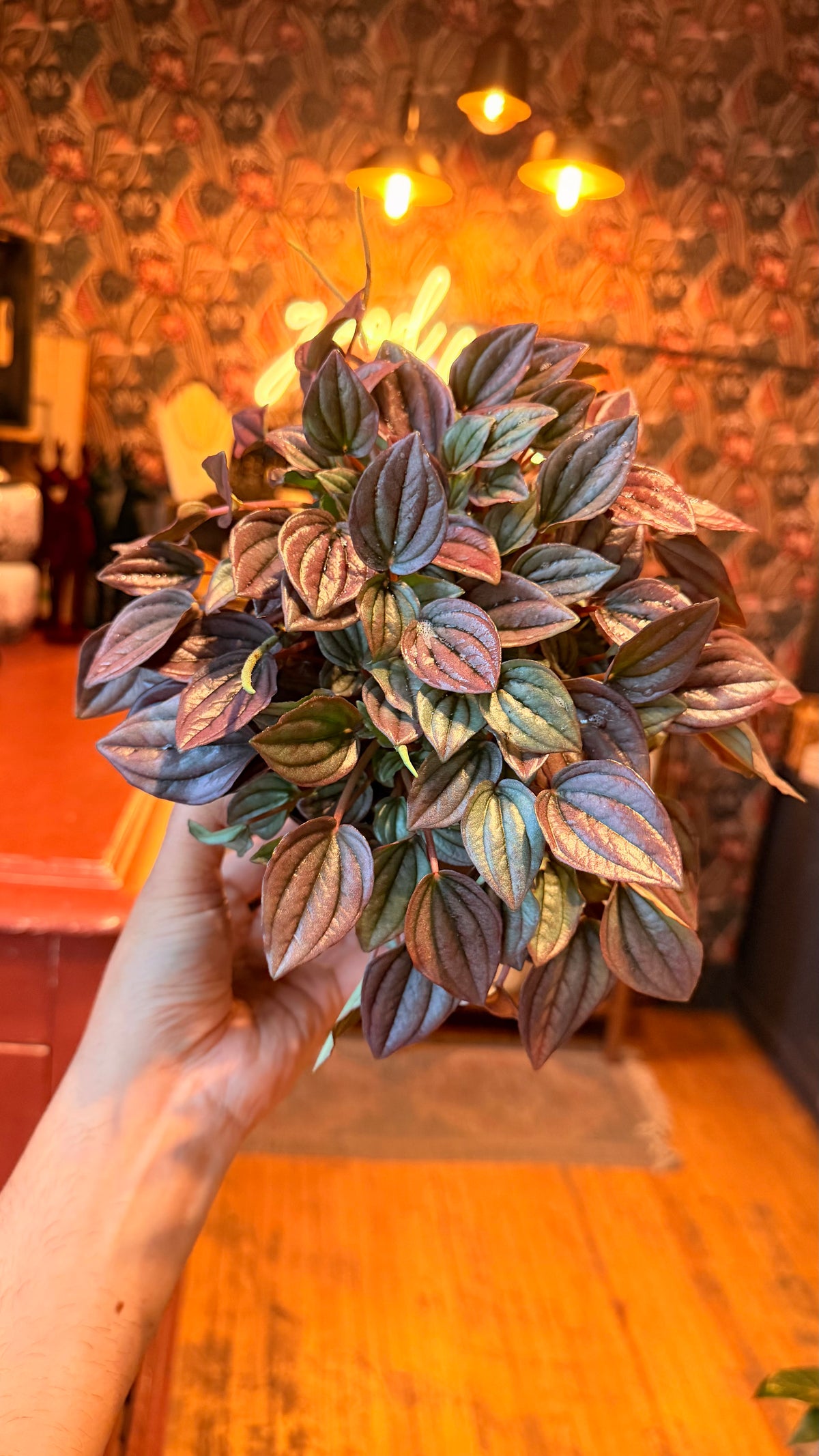 6” Cayenne Peperomia