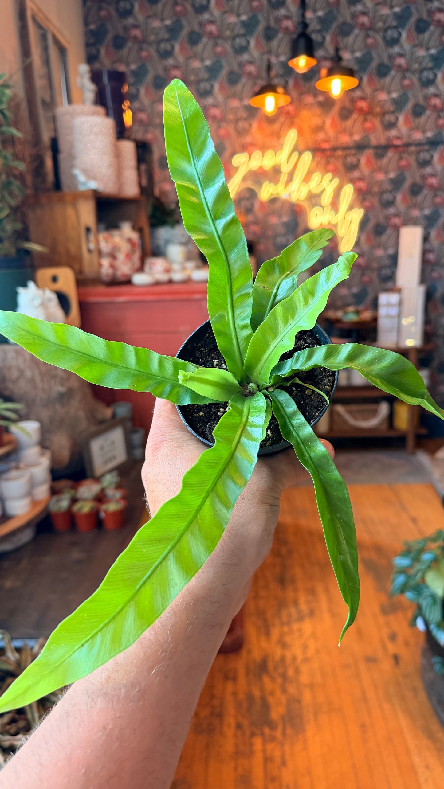 4” Hurricane Fern