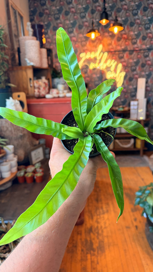 4” Hurricane Fern