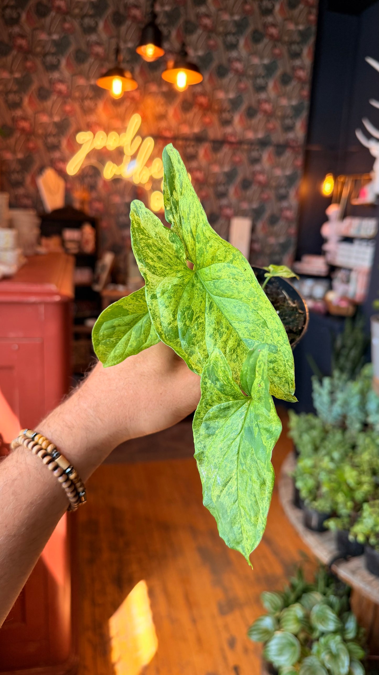 4” Syngonium Mottled Mojito
