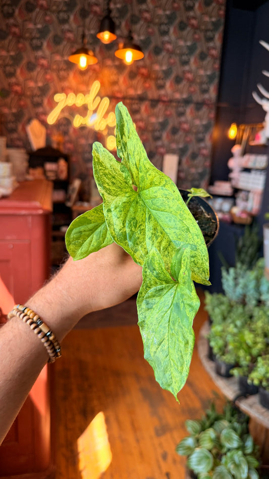 4” Syngonium Mottled Mojito