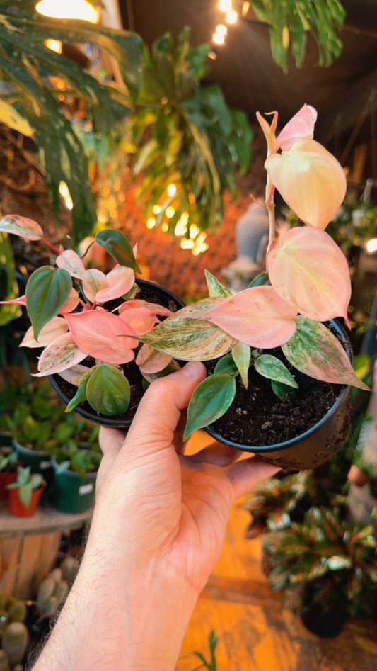 4” Micans Philodendron ‘Pink Variegation’