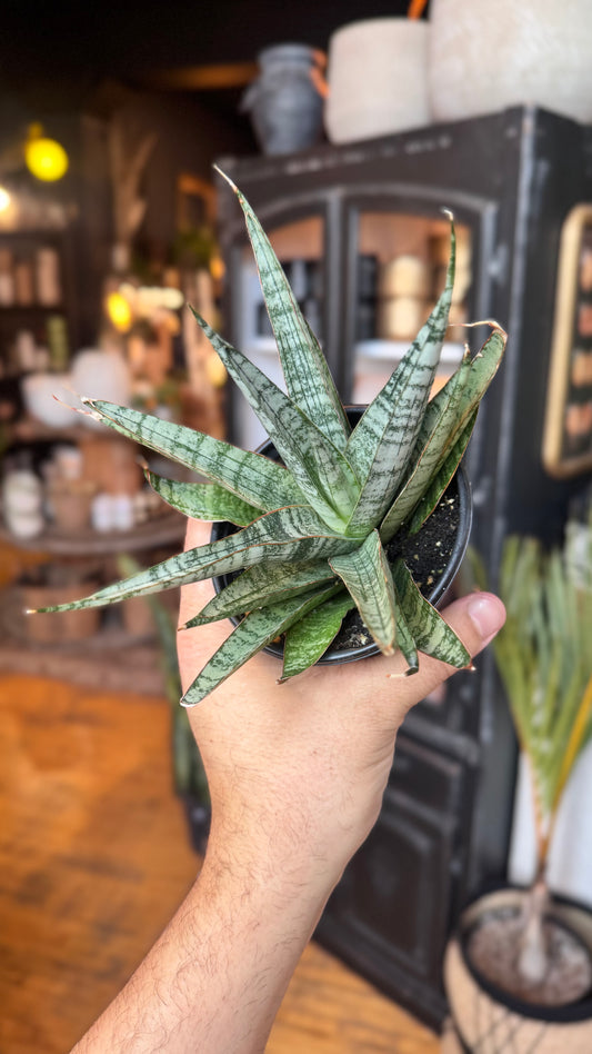 4” Silver Wave Snake Plant