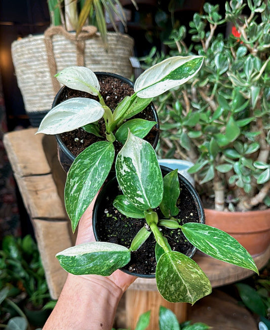 4” Jose Buono Philodendron ‘High Variegation’