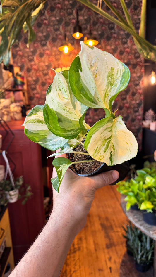 4” Manjula Pothos