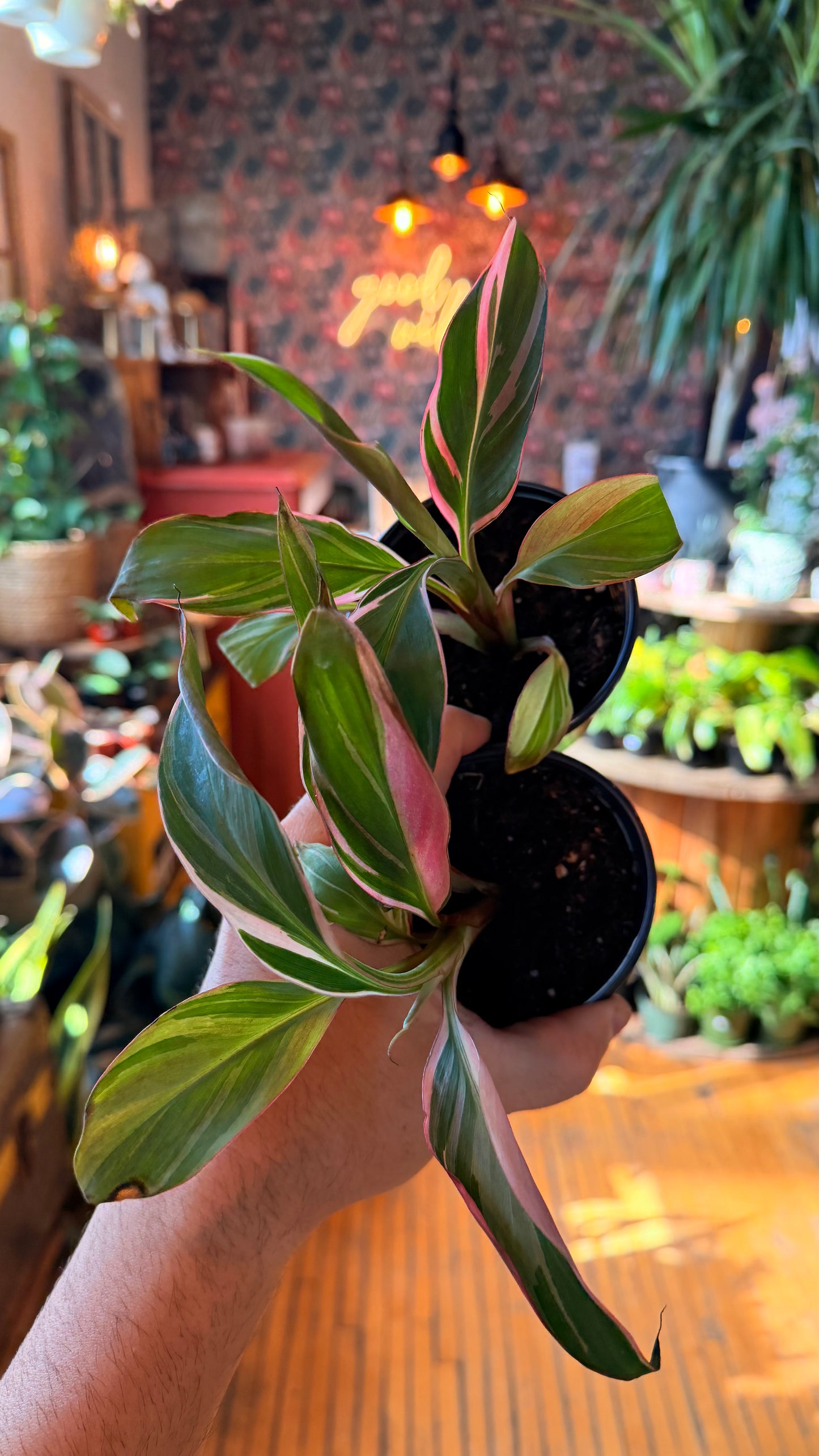 4” Pink Variegated NoNo Banana Plant