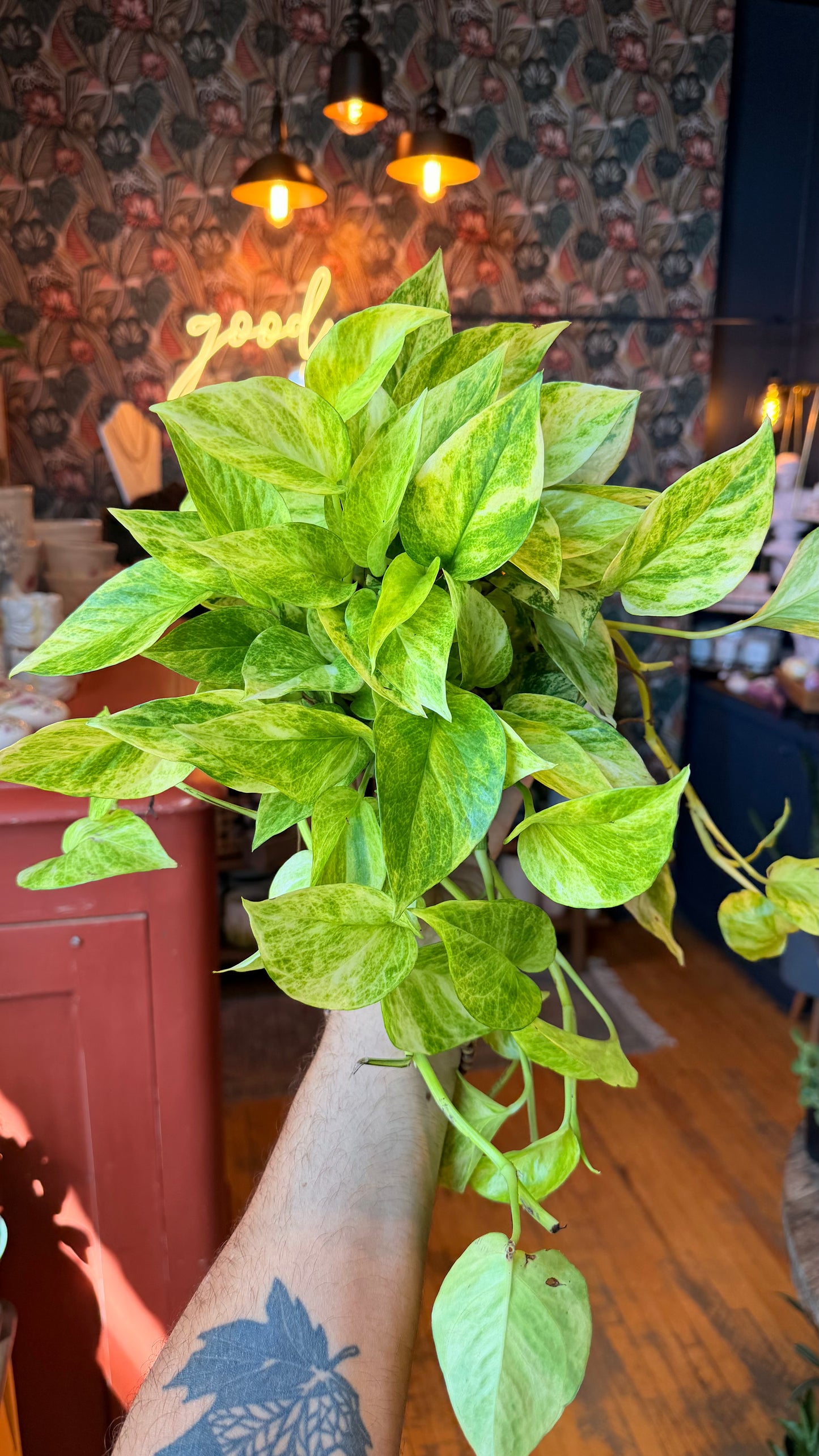 6” Neon Pothos Variegated