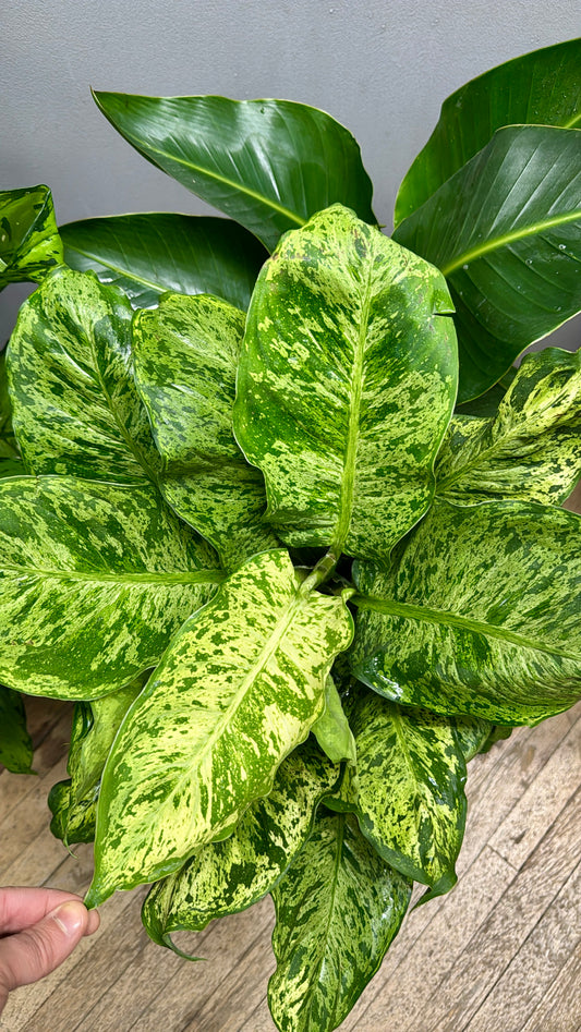 10” Deiffenbachia Variegated