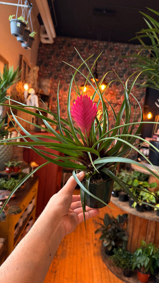4” Tillandsia Cyanea