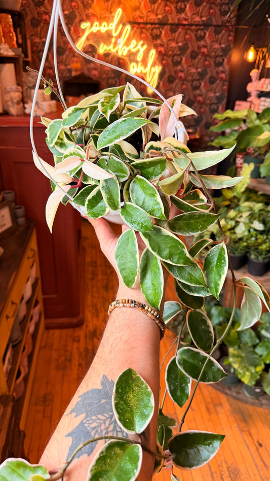 8” Krimson Queen Hoya