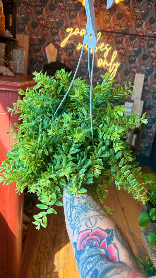 8” Bi-Colour Variegated Lipstick Plant