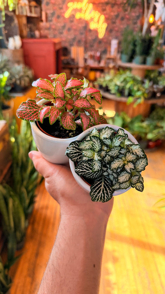 2.5” Fittonia Mix in Ceramic