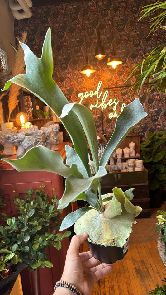 6” Staghorn Fern