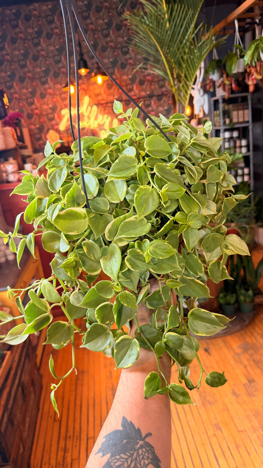 10” Peperomia Scandens Variegated