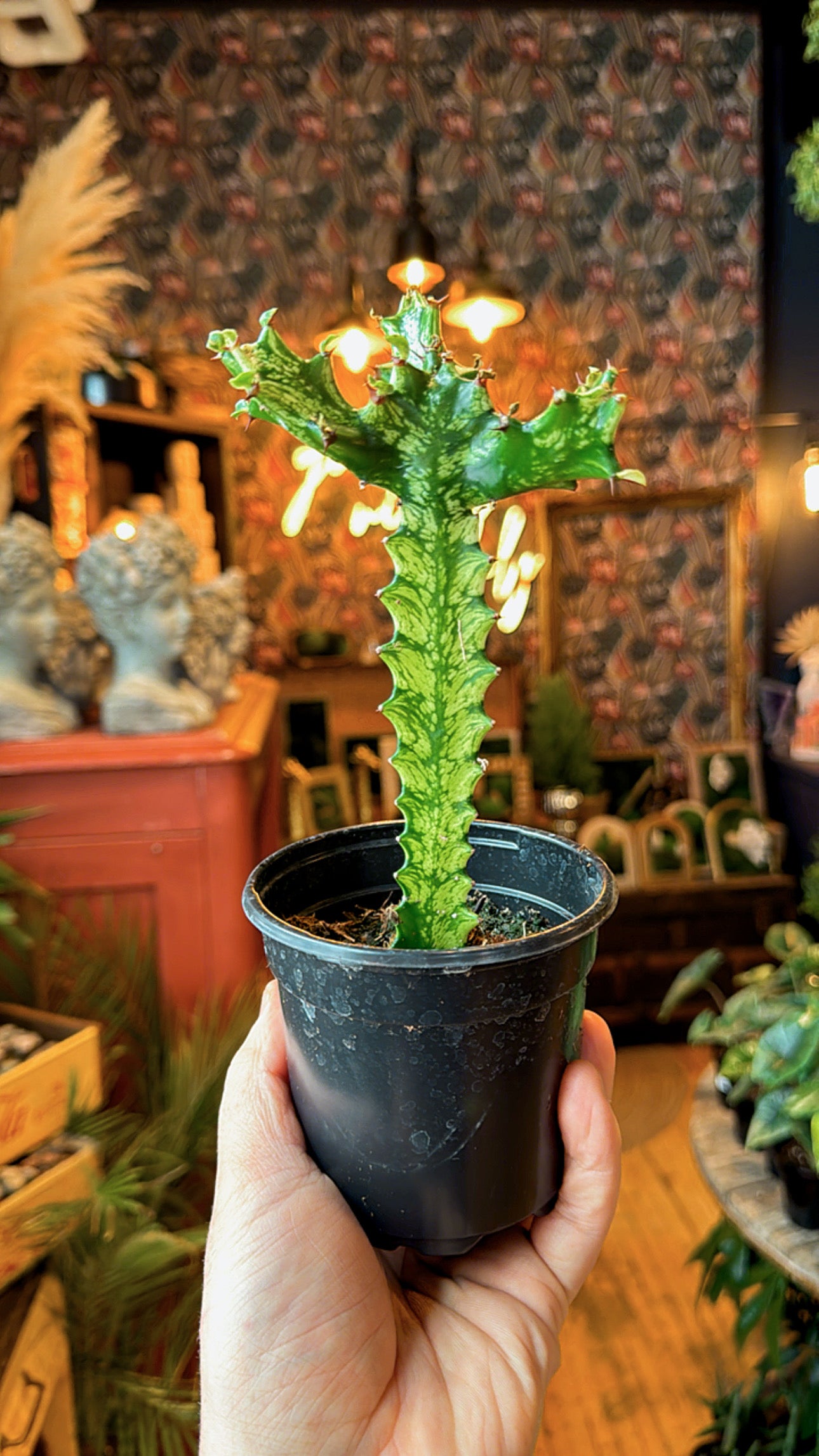 4” Variegated Trigona Euphorbia