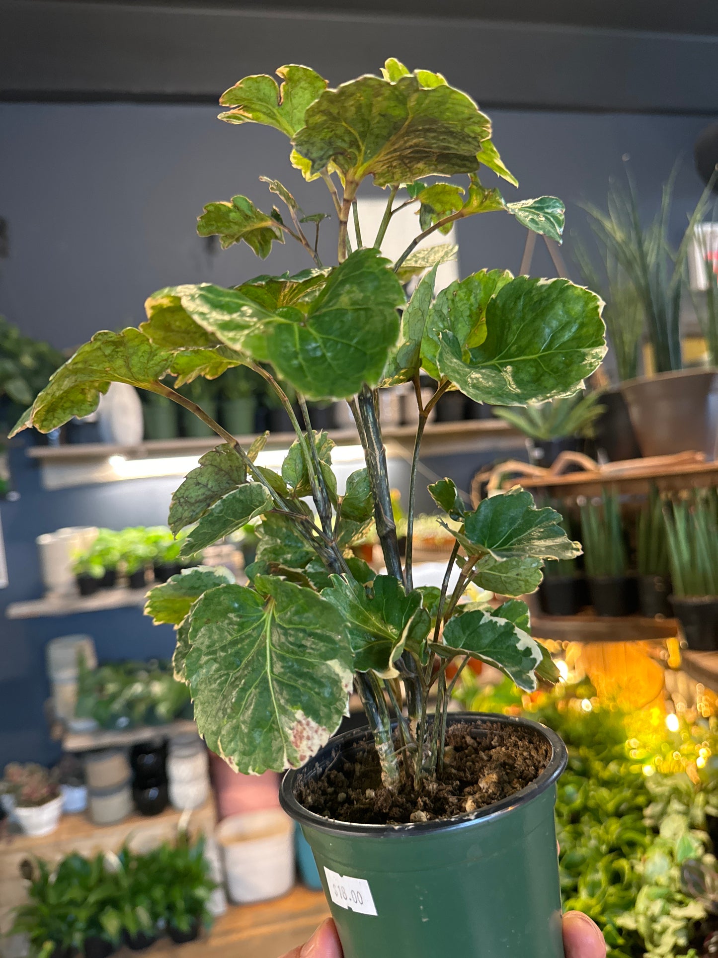 4” Variegated Balfour Aralia Bonsai