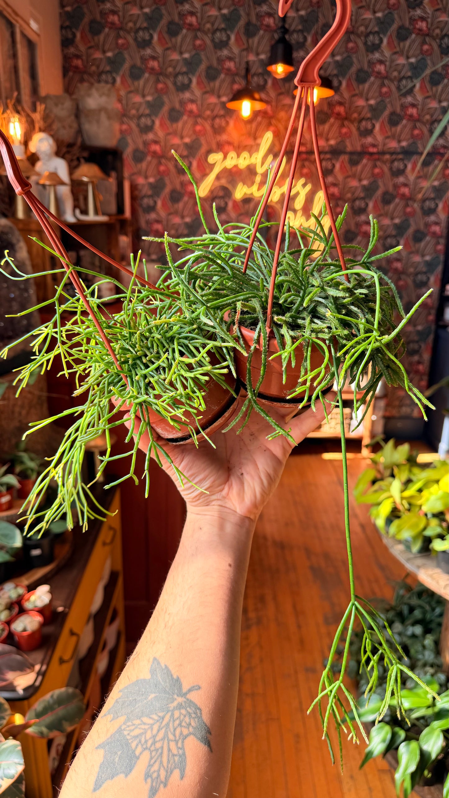 4.5” Rhipsalis Assorted