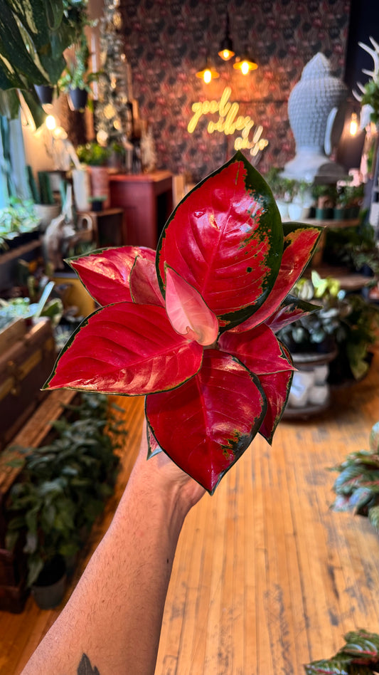 4” Star King Red Aglaonema