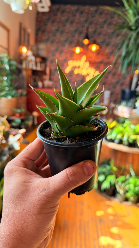 3.5” Tower Green Snake Plant