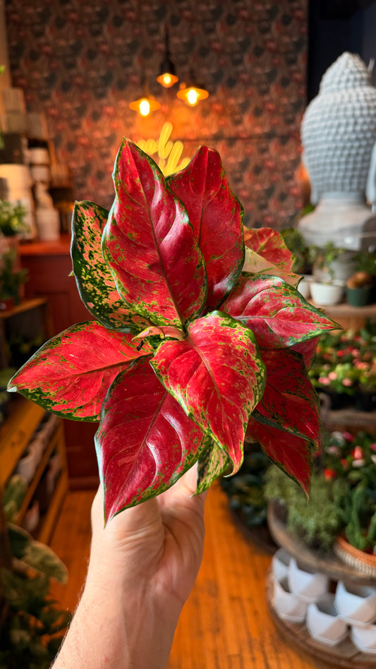 4” Dark Maroon Aglaonema