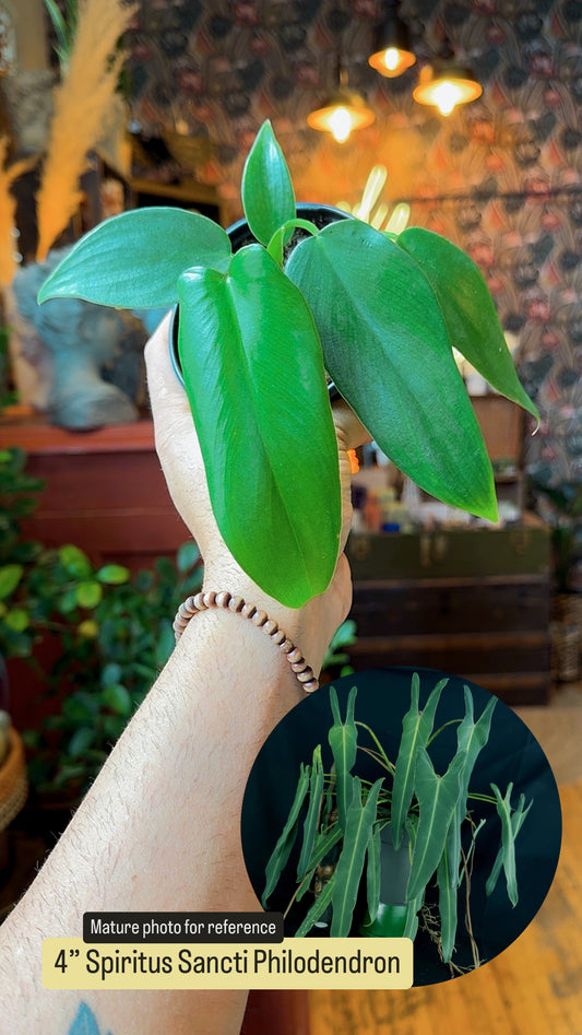 4” Spiritus Sancti Philodendron