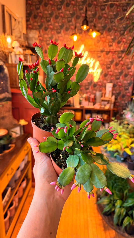 4” Easter Cactus