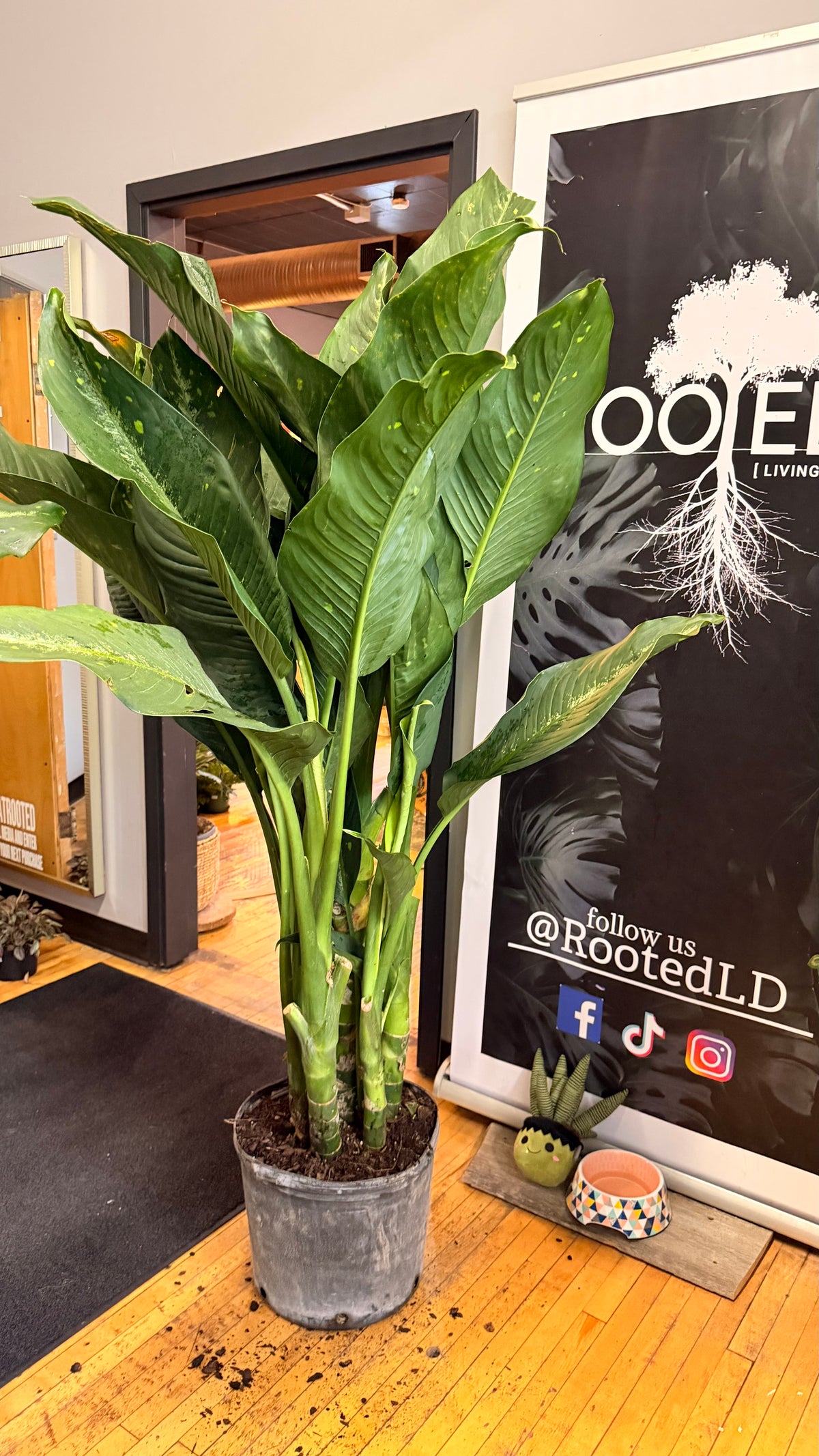 14” Deiffenbachia Cougar