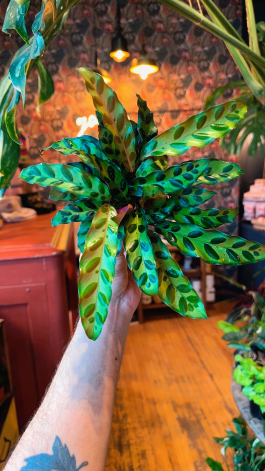 4” Rattlesnake Calathea