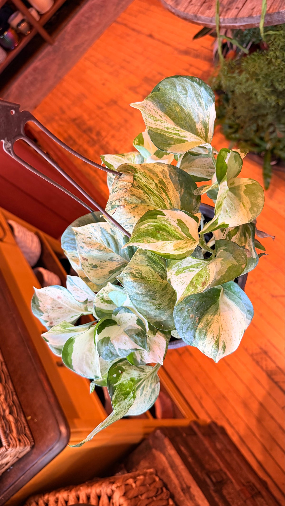 8” Manjula Pothos