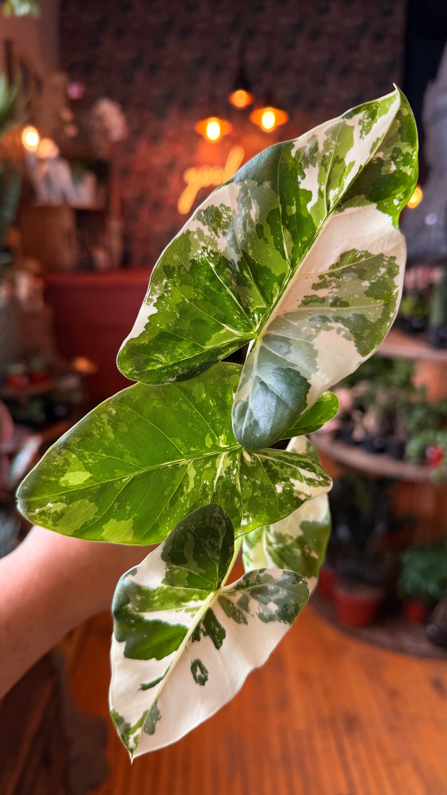 4” Alocasia ‘Appaloosa Gold’