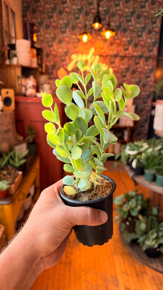 4” Kalanchoe Fedtschenkoi